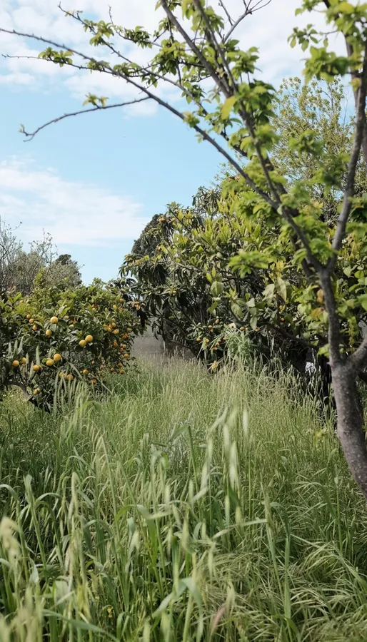 Tall grass under citrus trees