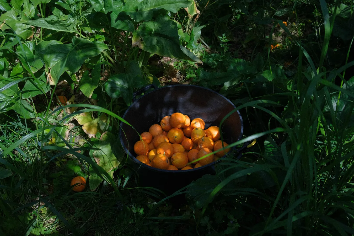 A bowl of oranges set in the grass