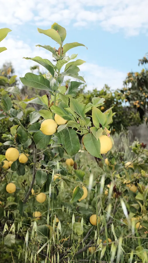 A lemon branch heavy with fruit