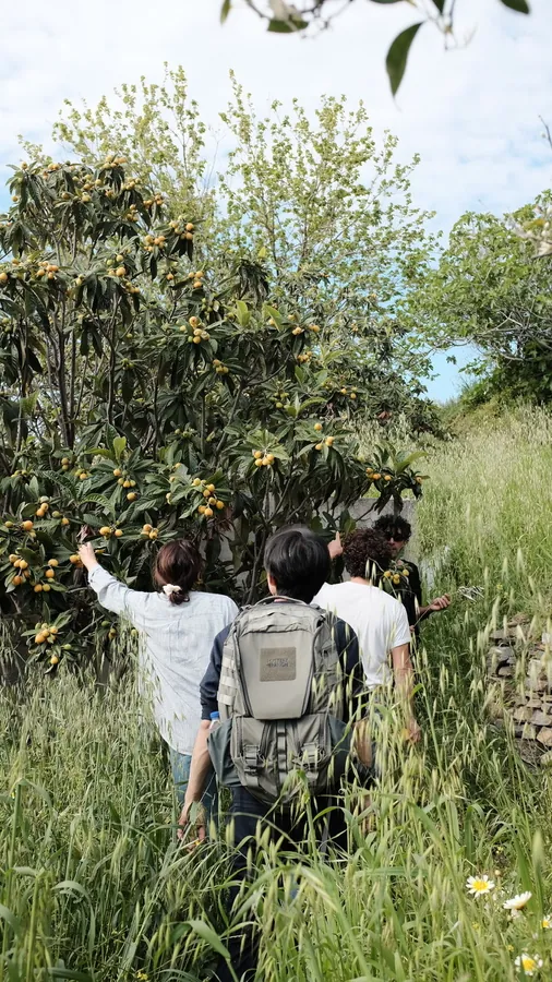 Walking through the orchard