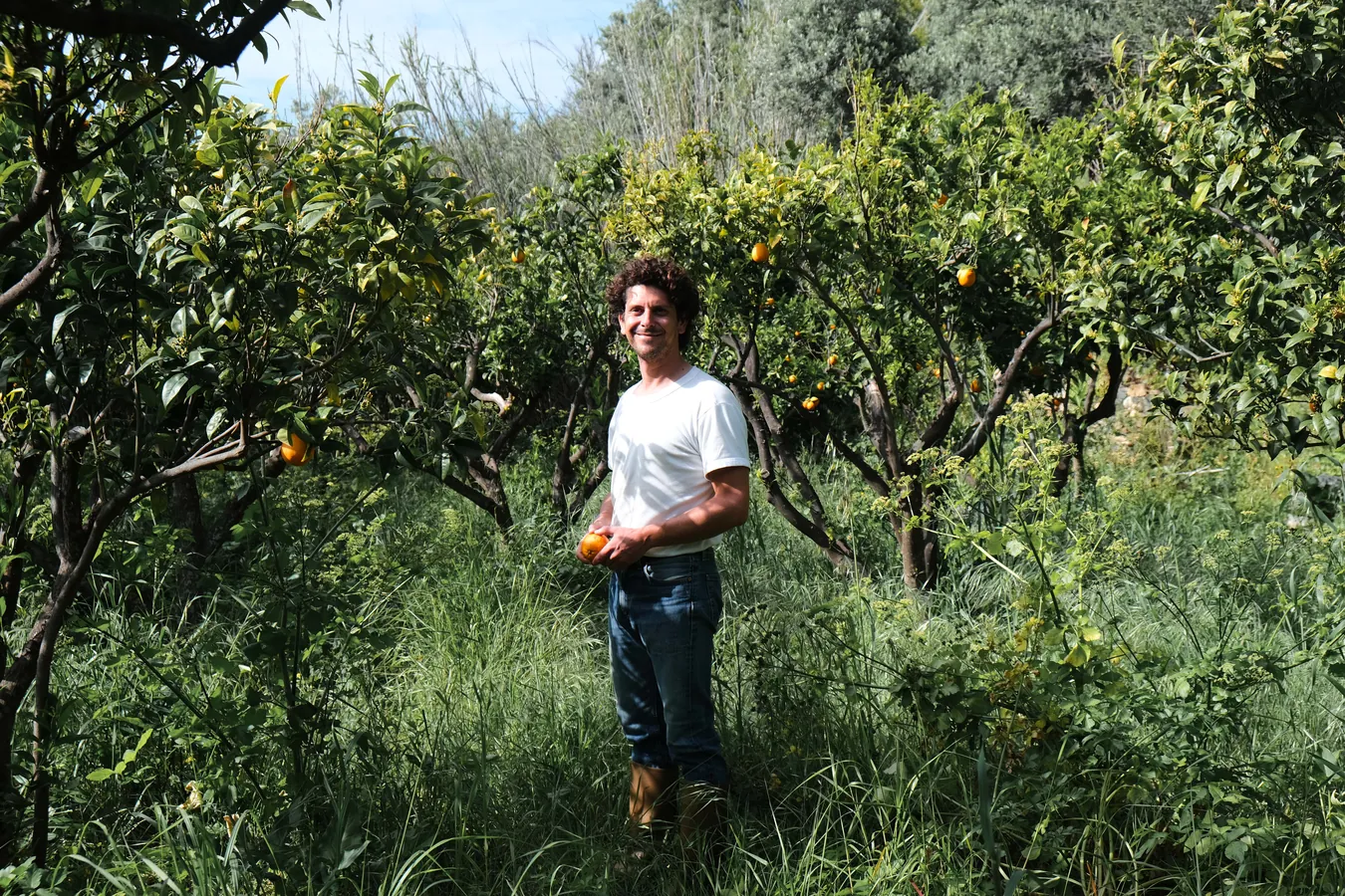 Among the orange trees